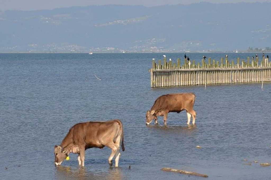 Bodensee Apartments, Sauna, Lake Walks, Free Parking, Self Checkin, Nature Reserve, Restaurants Nearby Gaissau  エクステリア 写真